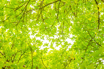 Obraz premium green leaves isolated white background with clipping path. nature frame for decoration design.