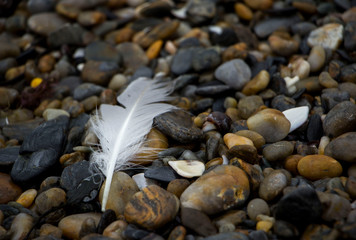 Feather on pebbles on Maine beach