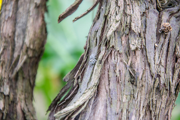 Close-up of wine bark with small jumping spider on the bark, insect on the trunk