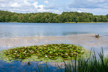 Beautiful lakes and nature with forest, reeds and water plants with white water lilies 