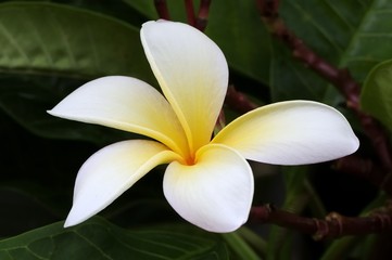 Frangipani white