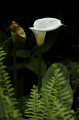 Zantedeschia aethiopicaalcatraz, cala, cala de Etiop&iacute;a, aro de Etiop&iacute;a, lirio de agua, cartucho, flor de pato, flor del jarro