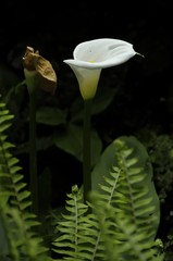 Zantedeschia aethiopicaalcatraz, cala, cala de Etiopía, aro de Etiopía, lirio de agua, cartucho, flor de pato, flor del jarro