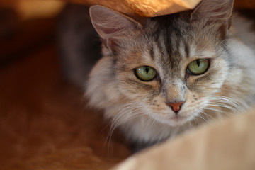 gray cats in craft paper