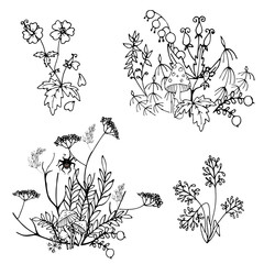 wild flowers and leaves in Doodle style, composition of  stylized wild plants, vector illustration on white background