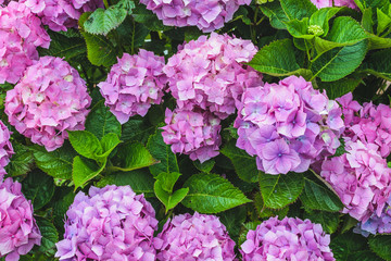 Hortensia flowers. Hydrangea macrophylla