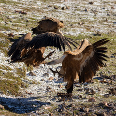 Zwei Gänsegeier streiten sich um die Beute