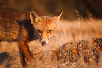 Spanish fox (Vulpes vulpes)