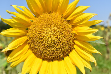 bright yellow sunflower