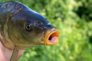 carp fish head close up on green background