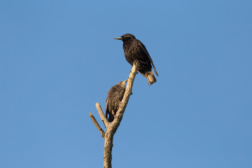 starling with its chick sitting on dry branch against blue sky