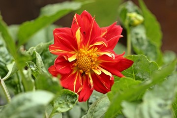 Rote Collarette-Dahlie (Dahlia variabilis 'Dandy Improved Mix')