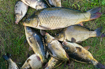many carp fish on the grass