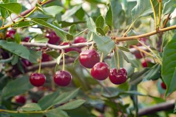 fresh cherry on the branches of a Bush
