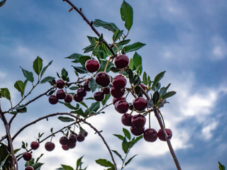 fresh cherry on the branches of a Bush