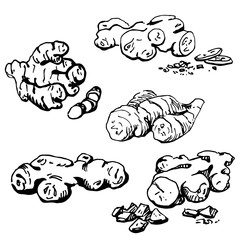 Set ginger. Hand drawn graphics elements black and white sketch