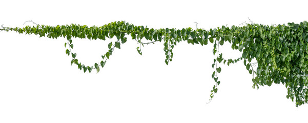 Plant vine green ivy leaves tropic hanging, climbing isolated on white background. Clipping path - obrazy, fototapety, plakaty