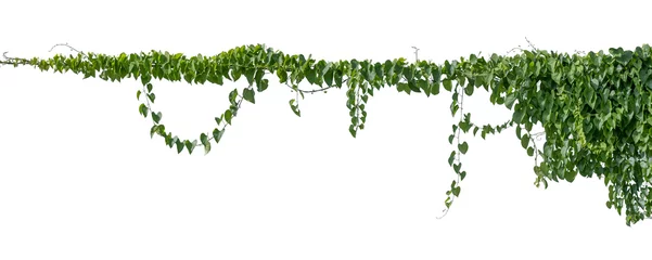 Foto op Canvas Plant vine green ivy leaves tropic hanging, climbing isolated on white background. Clipping path © Ammak