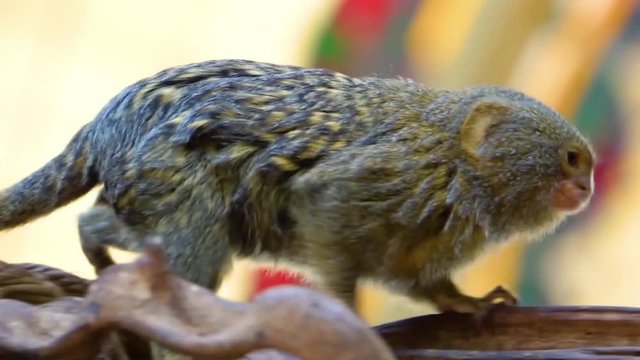 adorable closeup of a pygmy marmoset walking over a tree branch, worlds smallest tropical monkey specie from the amazon basin of America, popular cute pets