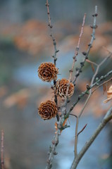 Szyszki na tle górskiego strumyka.  © ann.alaska