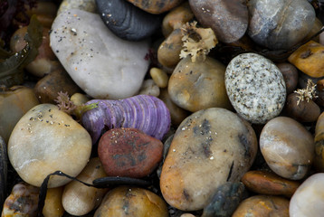 Seashells and pebbles on Maine beach