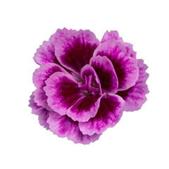 Obraz premium Top view of 1 blooming fresh Dianthus 'Pink Kisses' flowers, isolated on white background.