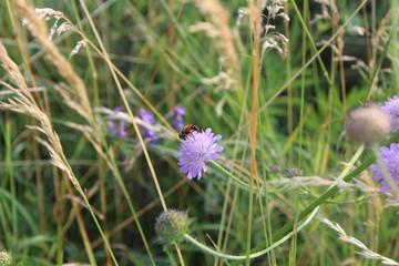 Biene bei der Arbeit