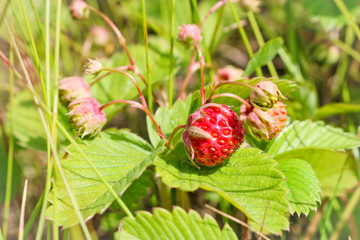 Ripe red berries wild strawberry meadow (Fragaria viridis). Fruiting strawberry plant.