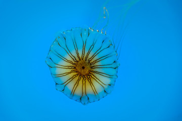 Beautiful Jellyfish in aquarium