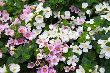 Bacopa bahia white and pink flowers