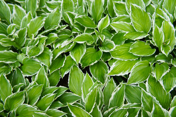 Hosta francee green leaves with a white margin background