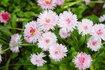 Fototapeta premium Bellis perennis pink daisies flowers growing on the lawn