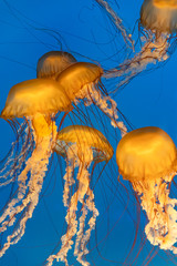 Beautiful Jellyfish in aquarium