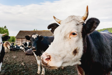 Farm for breeding cows. Herd of cows next to the wooden buildings. Russia.