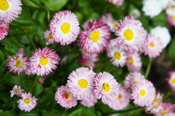Pink daisies bellis perennis flowers   © skymoon13