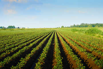 Fototapeta na wymiar Meadow of potato cultivation in spring where young potato plants grow in beds of soil in green lines that diverge to the horizon
