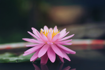beautiful pink Lotus Flower  in pond