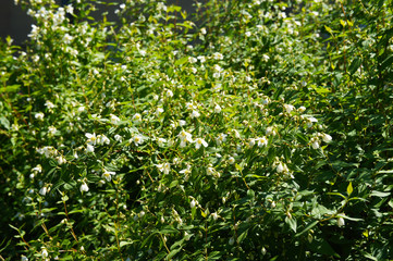 Philadelphus lemoinei green shrub with white flowers