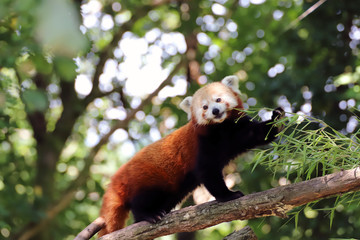 Panda roux qui s'alimente