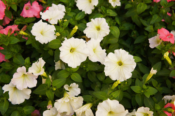 petunia white and pink flowers