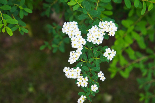 Spiraea cinerea zabel  blossoming white spirey