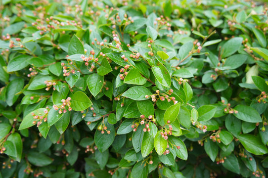 Cotoneaster lucidus or shiny cotoneaster green shrub background