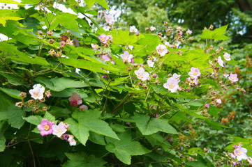 Rubus odoratus or purple-flowered raspberry green shrub with pink flowers - obrazy, fototapety, plakaty