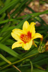 Hemerocallis bonanza daylily yellow flower with red core vertcial