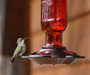 Naklejka premium Hummingbird sitting on feeder