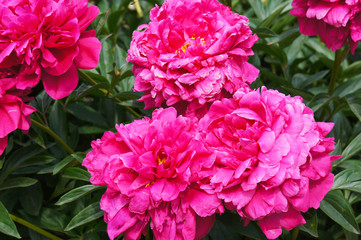 paeonia lactiflora kansas magenta red flowers in garden 