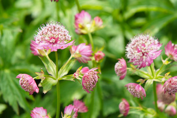 Astrantia major rosea great masterwort red flowers with green 