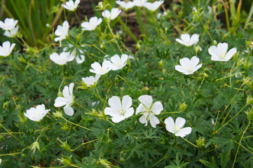 geranium sanguineum album bloody crane's-bill  white flowers