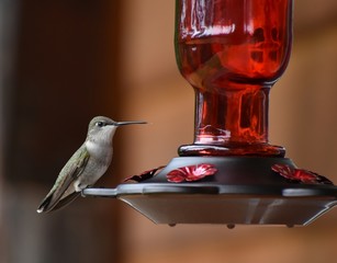 Hummingbird on red glass bottle feeder