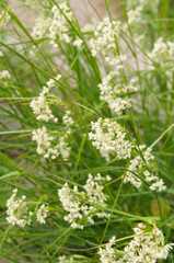 Rhynchospora alba or white beak-sedge grass vertcial